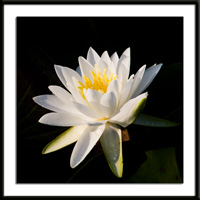Water Lily Photo
