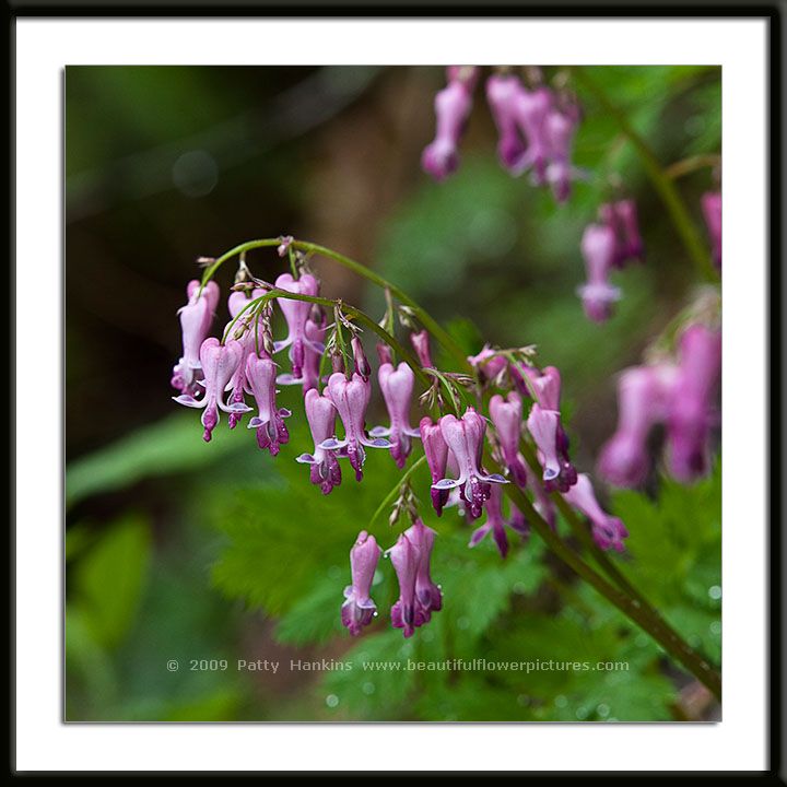 Bleeding Hearts Wildflower Photo