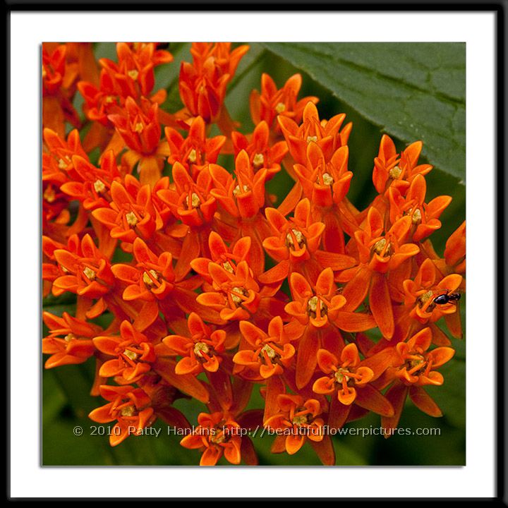 Butterfly weed photo