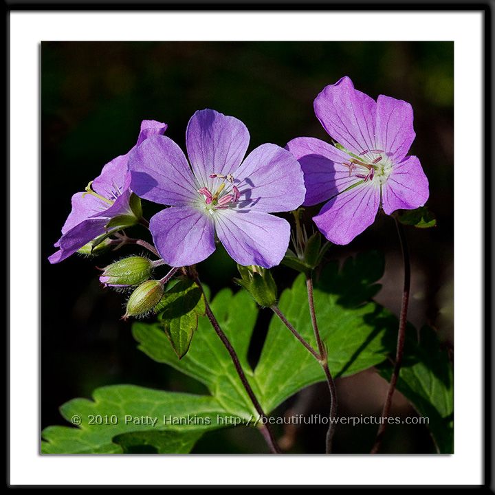 Wild Geranium - Geranium maculatum