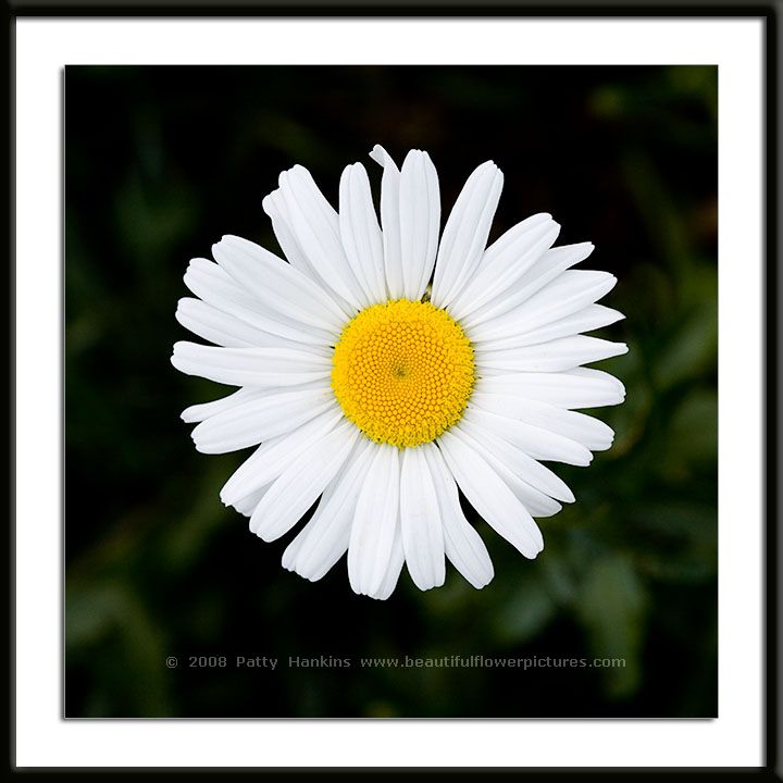 Golden Marguerite Daisy