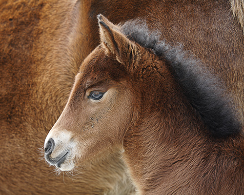 Assateague Foal