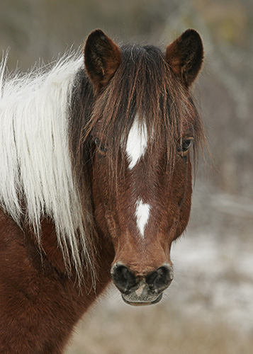 Assateague Pony