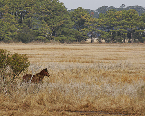 Wild Pony at Chincoteague