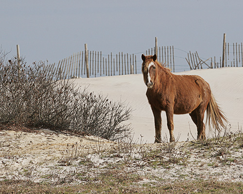 Assateague Pony on the beach