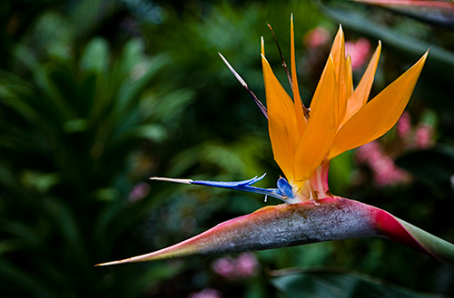 Bird of Paradise