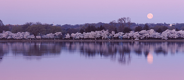 Full Moon over the Tidal Basin with Cherry Blossoms in Washington DC