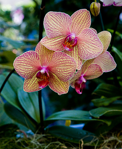 Golden Treasure Orchid