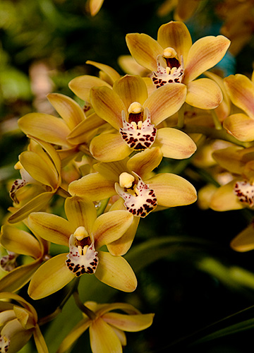 Golden Rod Orchid