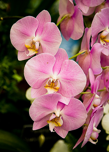 pink orchid