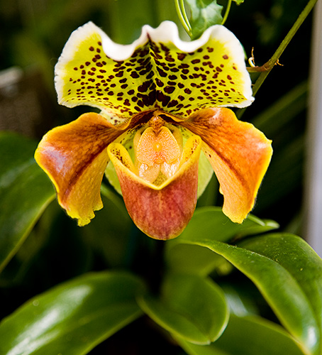 Chilton Orchid