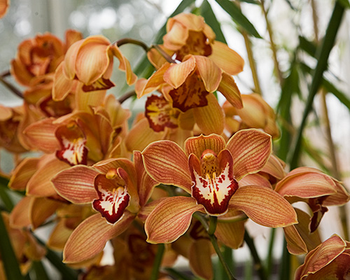 Cymbidium Orchid