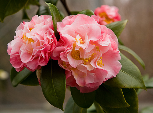 Nuccio’s Jewel Japenese Camellia Peony Form