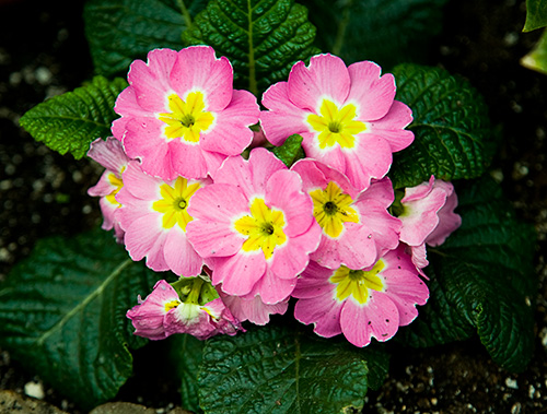 Pink Primroses