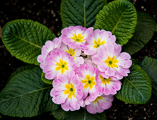 Pink & White Primroses