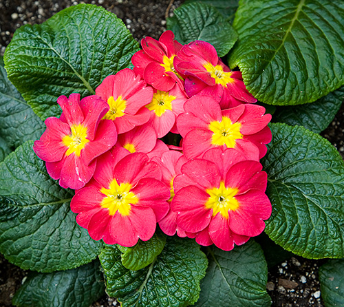 Red Primroses