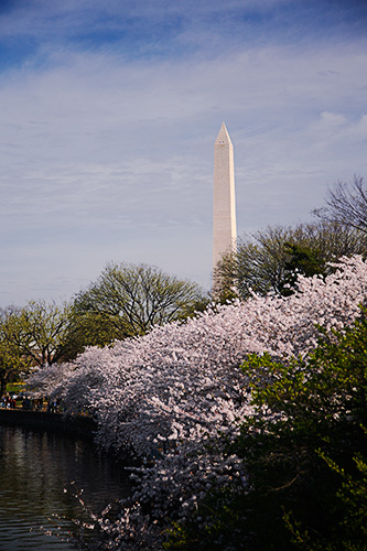 Washington Monument with Cherry Blossoms