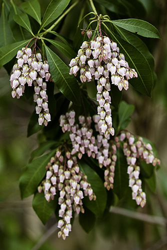 Daisen Japanese Pieris