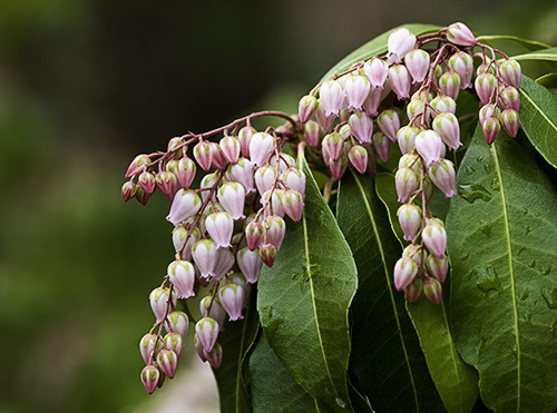 Daisen Japanese Pieris