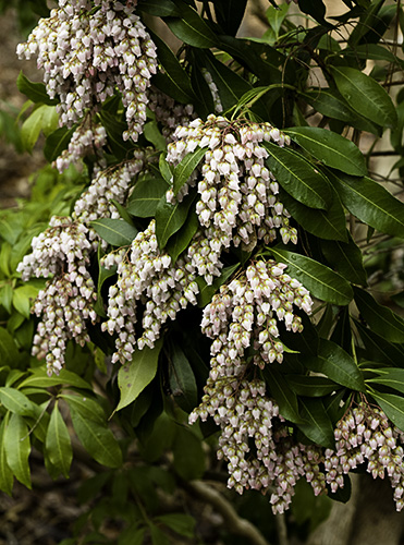 Daisen Japanese Pieris