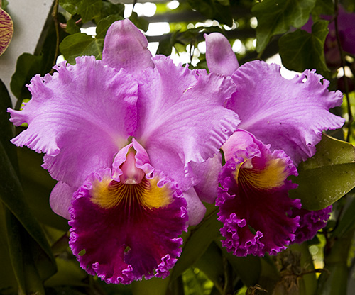 Pair of cattelya hybrid orchids