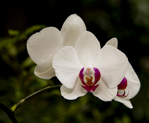 Golden Blush Orchids