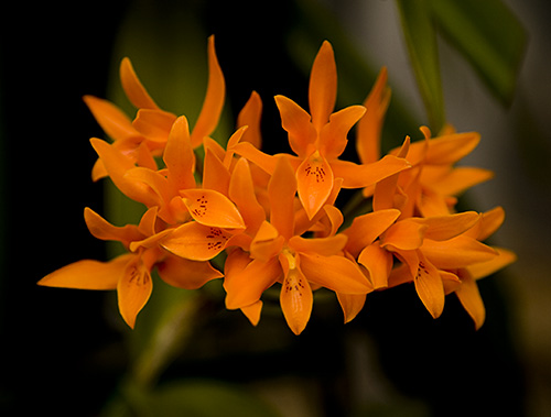 Cattelya Aurantiaca Orchids