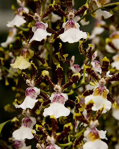 Wild Willie Orchids