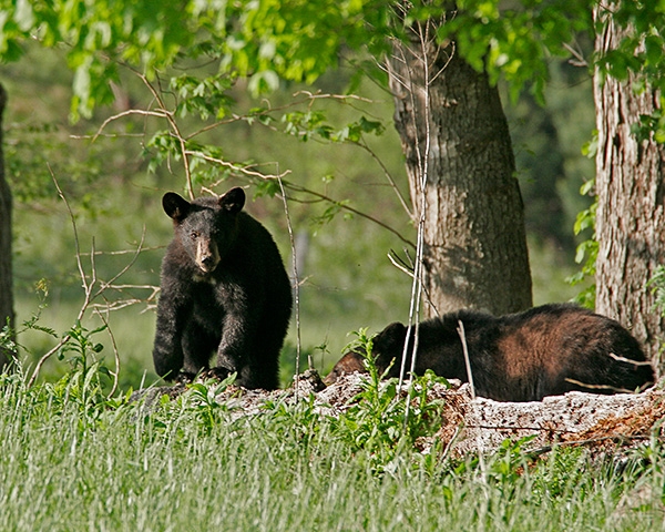 Black Bears