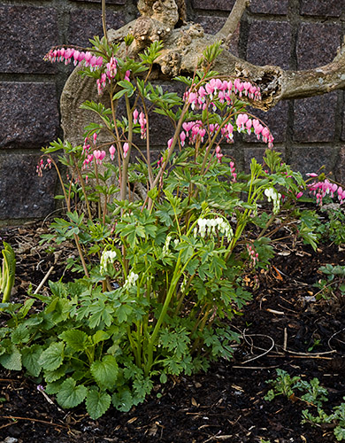 Bleeding Heart Plant