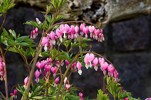 Bleeding Heart flowers