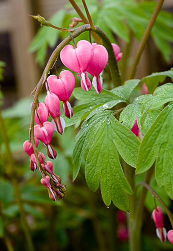 Bleeding Hearts Flowers