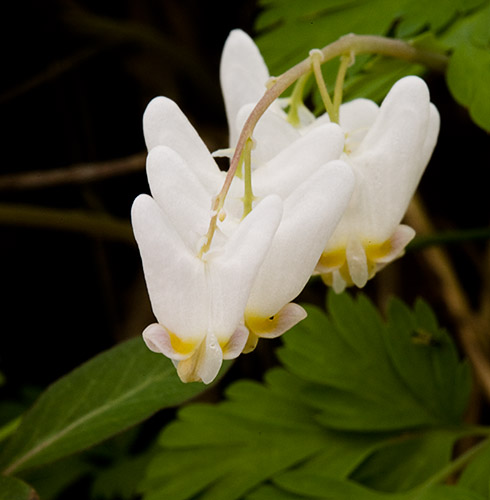 Dutchman's Breeches