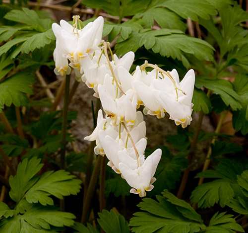 Dutchman's Breeches