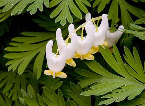 Dutchman's Breeches