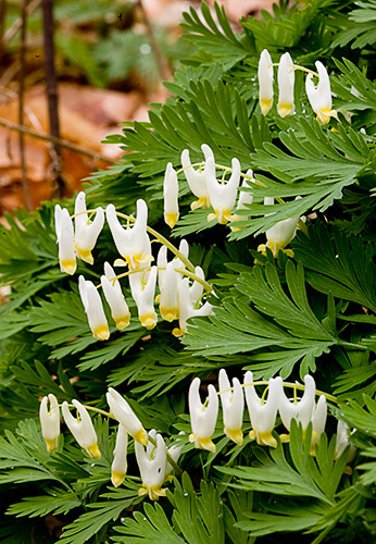 Dutchman's Breeches