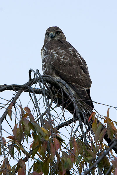 Red Tailed Hawk