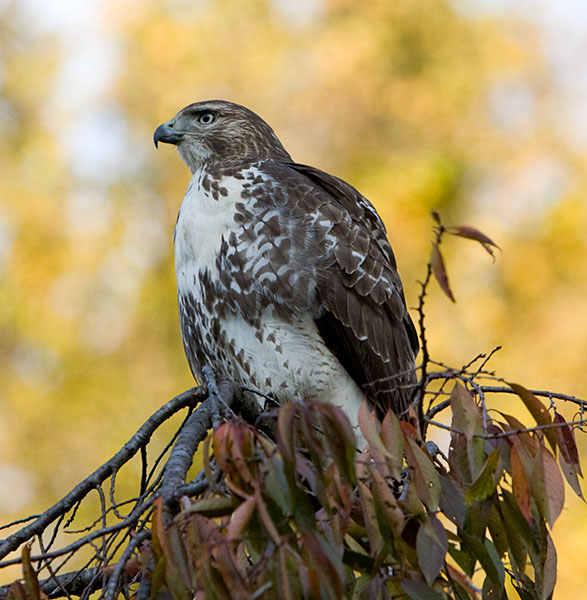 Red Tailed Hawk