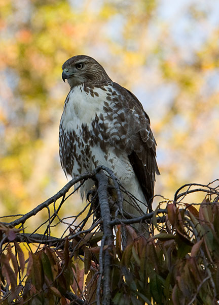 Red Tailed Hawk