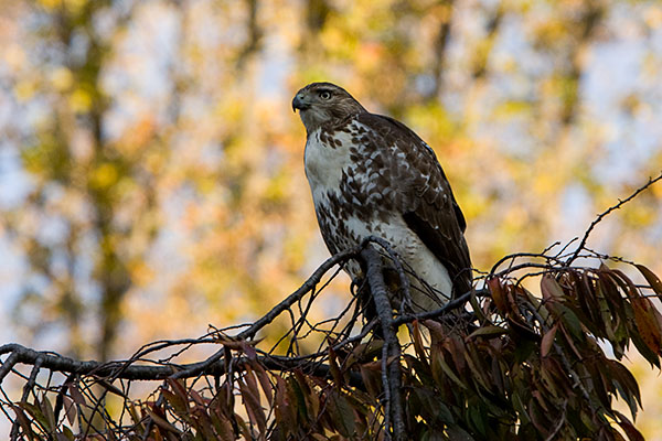 Red Tailed Hawk