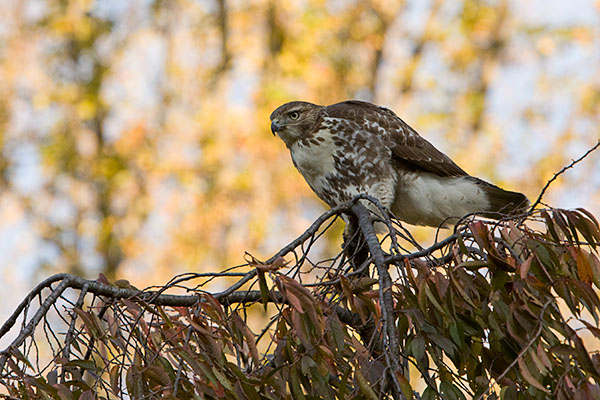 Red Tailed Hawk