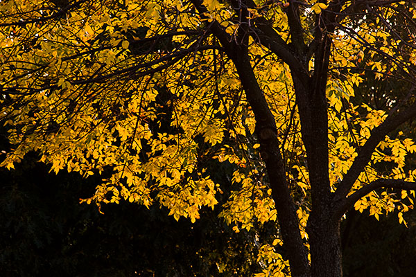 hliw_fall_leaves2_0469