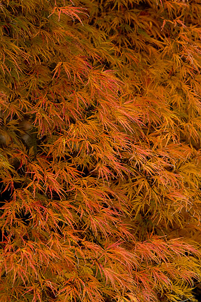 japanese_maple_2_atropurpureum