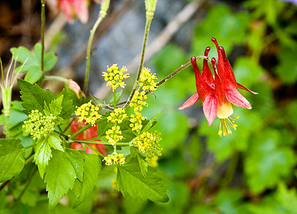 columbine_2