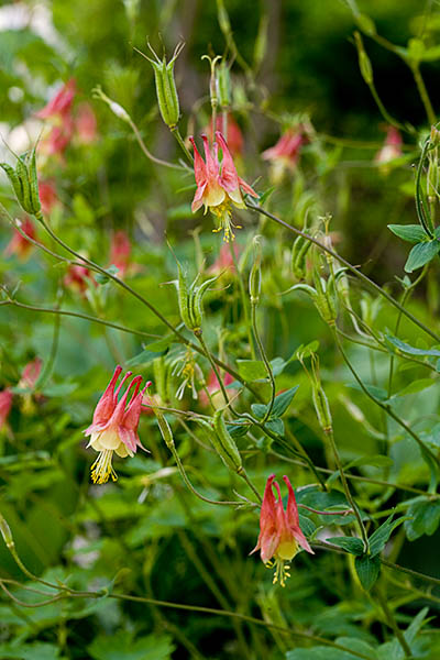 columbine_brookside