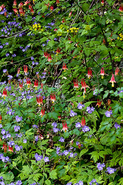 columbine_phacelia