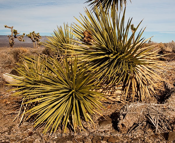 joshua_tree_5851