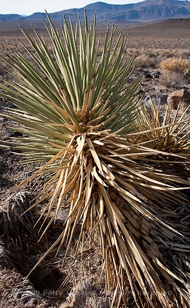 joshua_tree_5908