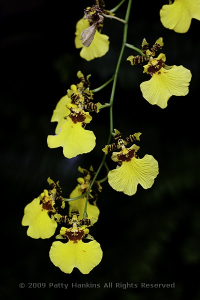 orchid_golden_eye_8006