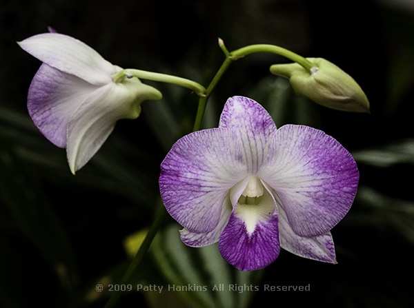 orchid_hawaii_8155